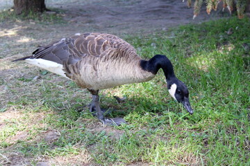 There is a grey goose grazing in a meadow at the zoo.