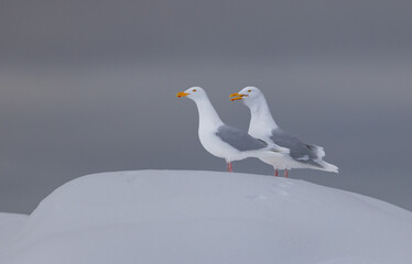 Glaucous Gull (Larus hyperboreus ) in snow, Svalbard, Norway