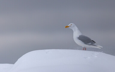 Glaucous Gull (Larus hyperboreus ) in snow, Svalbard, Norway
