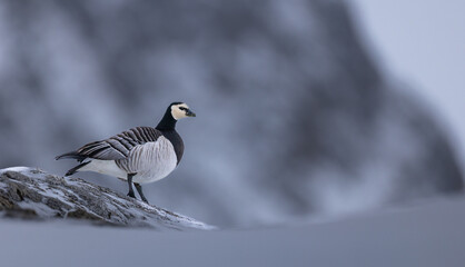 Wild Barnacle Goose (Branta leucopsis) in the arctic of Svalbard, Norway