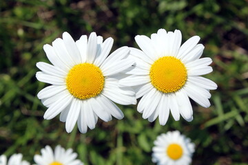 Fototapeta premium White chamomile blooms in the meadow, evening sun. 