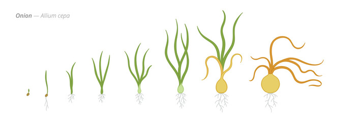 From Seed to Onion Growth Stages