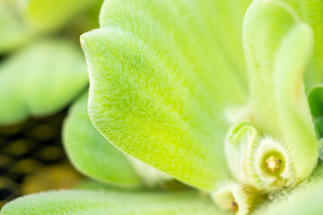 Natural water lettuce plant green leaf close up