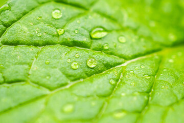 Beautiful rain water drop on green leaf closeup natural background