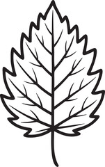 Leaf Outline vector illustration isolated On Transparent Background