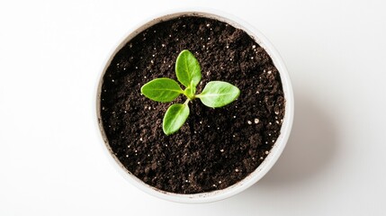 Small sprout in white pot, top view