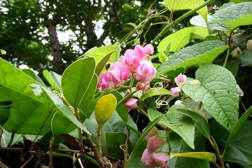Fototapeta premium Pink coral vine flowers blooming in the garden