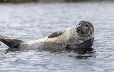 Obraz premium Harbor Seal (phoca vitulina) resting in the shallow water, Svalbard, Norway