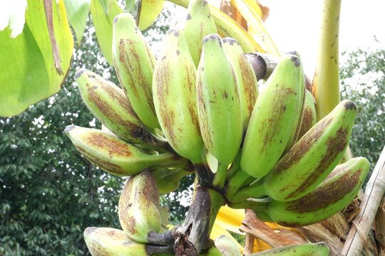Silver Bluggoe exotic banana variety, cold-hardy fruit with unique blue-tinted skin and soft flesh.
