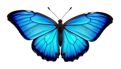 Fototapeta premium A morpho butterfly with vibrant blue iridescent wings spread wide, showing delicate vein patterns and subtle gradients of turquoise. Captured in a side angle, sharp wing edges.
