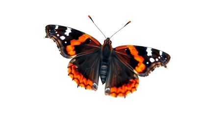 Naklejka premium A red admiral butterfly with striking red-orange bands and white speckles on deep black wings. Detailed side profile, antennae clearly visible, sitting lightly on an invisible surface, perfect cutout 