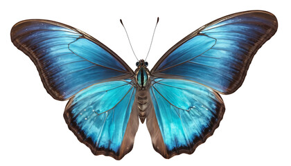 A morpho butterfly with vibrant blue iridescent wings spread wide, showing delicate vein patterns and subtle gradients of turquoise. Captured in a side angle, sharp wing edges.
