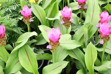 Close-up of Curcuma alismatifolia or Siam tulip.