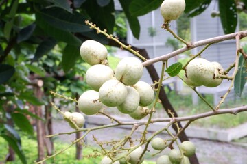 Close-up of longan fruits in an outdoor garden