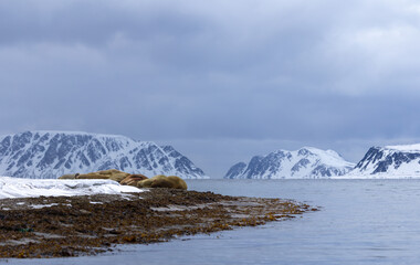 Group of walrus (odobenus rosmarus) with snowy mountain and dark clouds in the background,...
