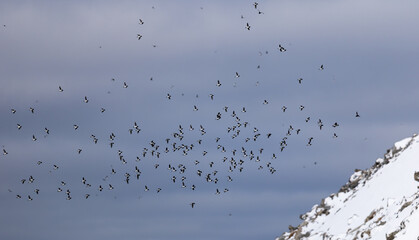 Flock of thousands of Brunnichs Guillemot (uria lomvia) flying in front nesting colony in the cliffs, Svalbard, Norway