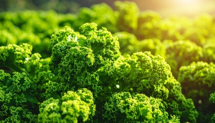 Close-up vibrant green kale