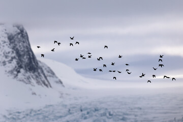 Flock of Brunnichs Guillemot (uria lomvia) in front of mountainous snow landscape and glacier, Svalbard, Norway