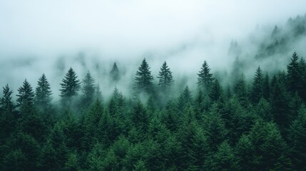 Misty forest scene, dense evergreen trees