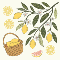 Illustration of a basket overflowing with lemons alongside a flowering lemon branch