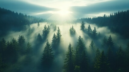 Misty mountain forest bathed in sunlight
