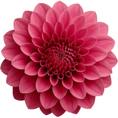 Pink dahlias with beautiful colors and unique characteristics that catch the eye.