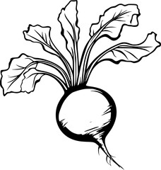 Fototapeta premium Beetroot Vegetable Outline Drawing for Coloring Page