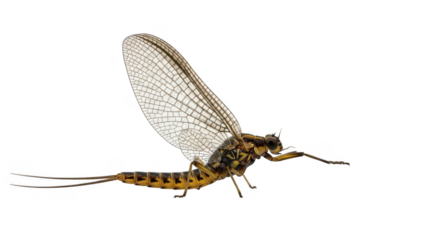 A mayfly with transparent wings is isolated on transparent background