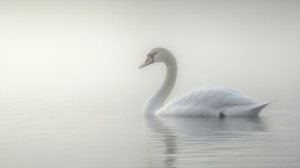 Fototapeta premium Misty swan on still water