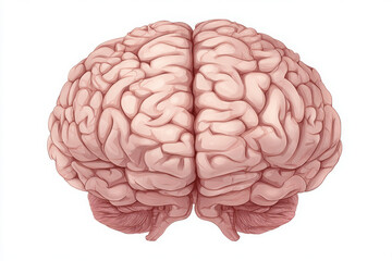 Human brain anatomy. Detailed, and thoughtful