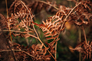 yellow fern leaves in the forest in late autumn