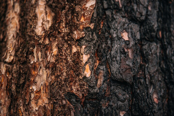 half burnt tree. forest fire problems
