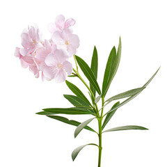 Nerium oleander, Pink oleander flowers isolated on white background with clipping path  
