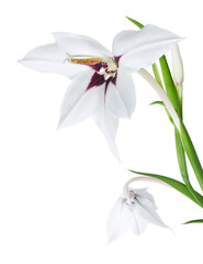 Fototapeta premium Gladiolus flowers, White gladiolus blooming on branch isolated on white background, with clipping path 
