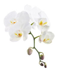 White Phalaenopsis Orchid, Moth Orchids isolated on white background, with clipping path   