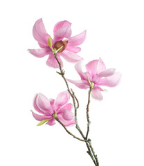 Naklejka premium Magnolia liliiflora flower on branch with leaves, Lily magnolia flower isolated on white background, with clipping path 