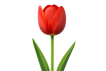 Red tulip with green leaves growing on transparent background