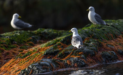 Black-Legged Kittiwake (rissa tridactyla) on a rock with moss in Svalbard, Norway  