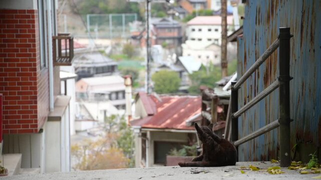 坂の町の黒猫 （広島県尾道市, 2025年4月）