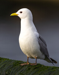Black-Legged Kittiwake (rissa tridactyla) on a rock with moss in Svalbard, Norway  
