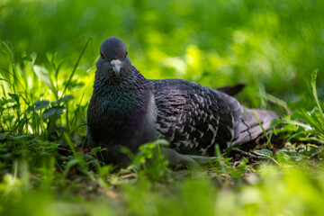 A blue pigeon is sitting in the grass .colorful photo . bokeh. close-up. space for the text. blurred background with highlights. bokeh.