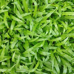 Close-up of fresh green grass blades. Natural texture background for eco, garden, or organic concepts. Vibrant and healthy lawn surface.