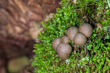 slime caps mushrooms on a blurred background with highlights and bokeh. colorful macro photo of a...