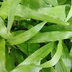 Close-up of fresh green grass blades. Natural texture background for eco, garden, or organic concepts. Vibrant and healthy lawn surface.