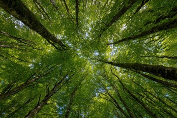 Fototapeta premium Looking up at lush green tree canopies in a serene forest in Italy during a bright daylight, inviting moments of tranquility and reflection