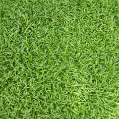 Close-up of fresh green grass blades. Natural texture background for eco, garden, or organic concepts. Vibrant and healthy lawn surface.