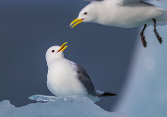 Black-Legged Kittiwake (rissa tridactyla) on an iceberg from a glacier in Svalbard, Norway  