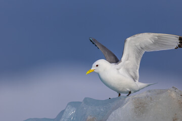 Black-Legged Kittiwake (rissa tridactyla) on an iceberg from a glacier in Svalbard, Norway  