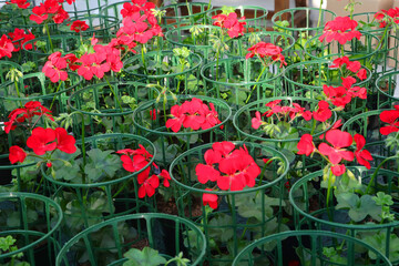 many plants of RED flowered GERANIUM FLOWERS with green protective netting for sale in the florist greenhouse