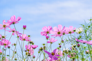 ピンクのコスモスと秋の青空